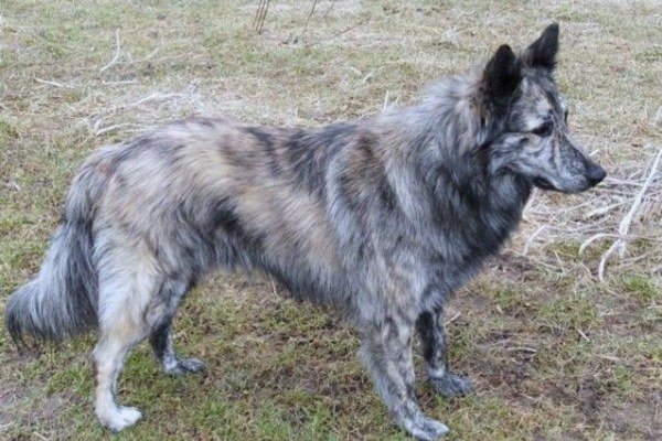 Long Haired Alsatian Dog Traits, Care, and Temperament