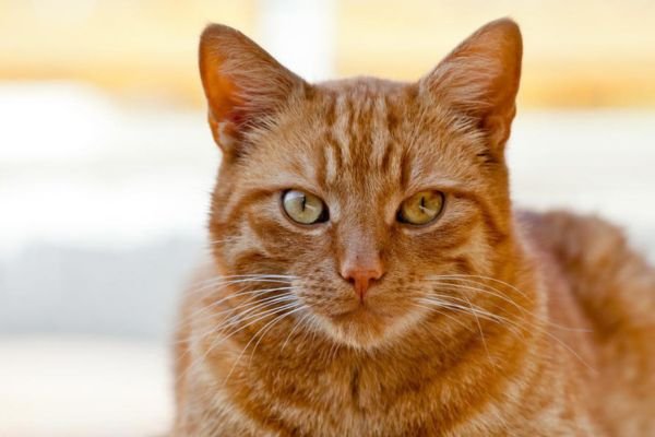 When Do Cats Stop Growing by Breed