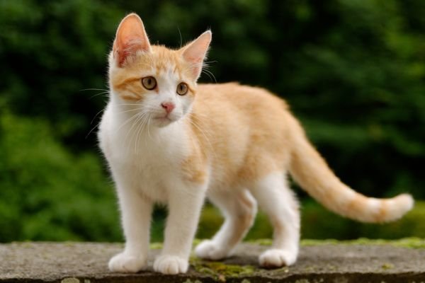 When Do Cats Stop Growing by Breed