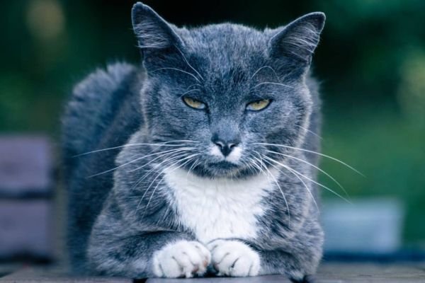 when do male cats stop growing​