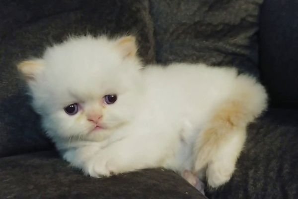 when do male cats stop growing​