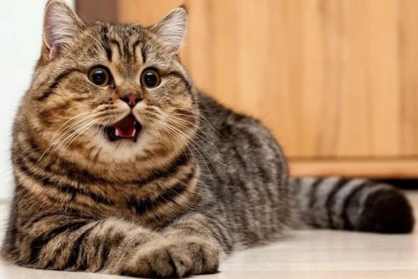 when do male cats stop growing​