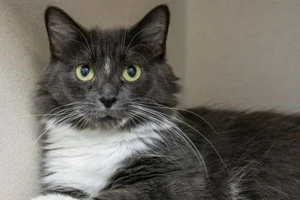 when do female cats stop growing​