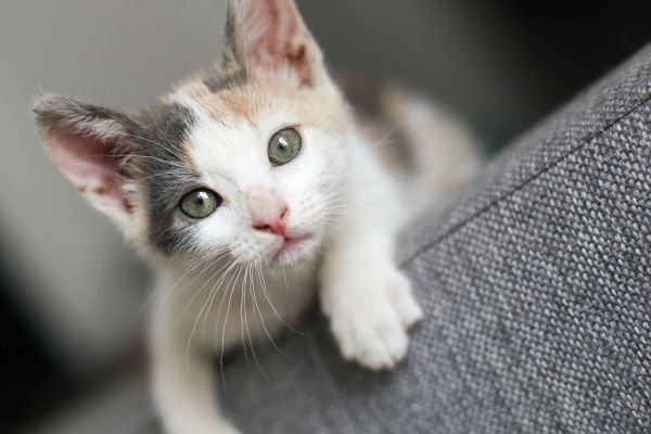 when do female cats stop growing​