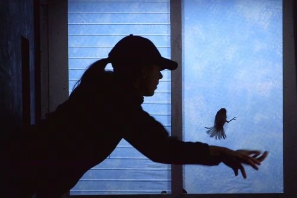 How to Stop Birds Crashing Into Windows