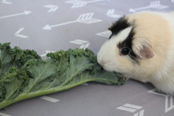 Can Guinea Pigs Have Broccoli as Part of Their Diet