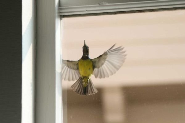 How to Stop Birds Crashing Into Windows