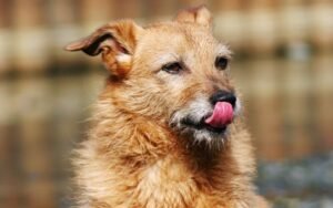 Dog Keeps Licking His Lips