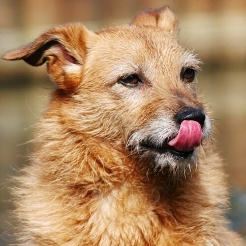 Why Does My Dog Keep Licking His Lips?