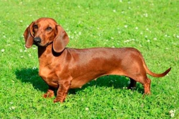 pitbull weiner dog mix