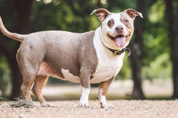 pitbull weiner dog mix