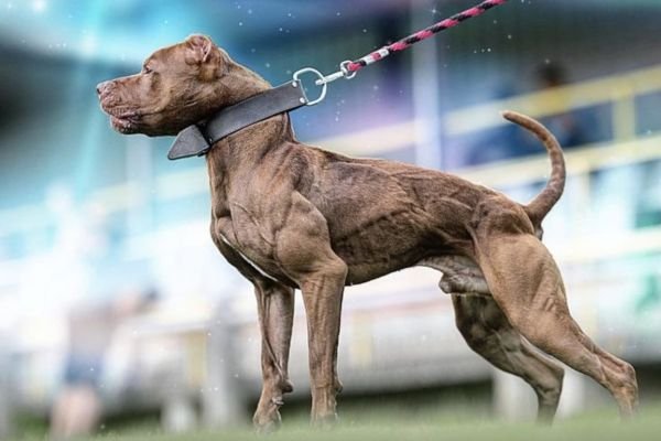 pitbull weiner dog mix