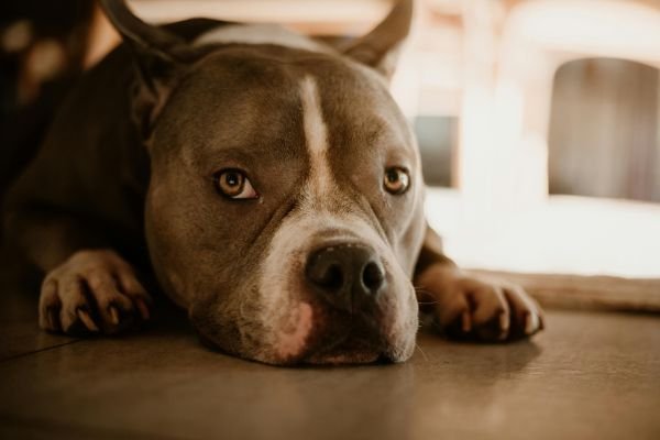pitbull weiner dog mix