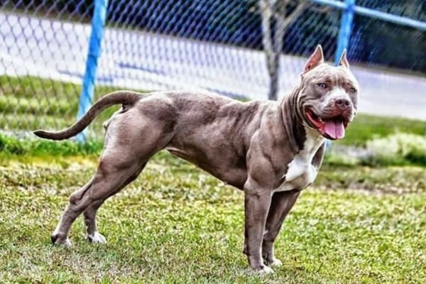 pitbull weiner dog mix