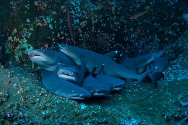 how do sharks sleep