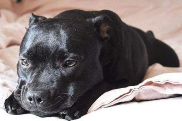 Black Pitbull Dog