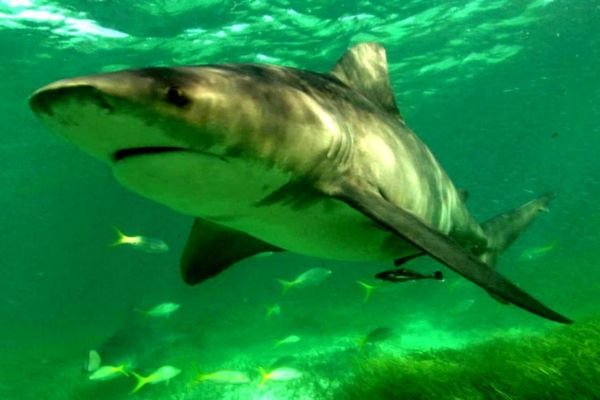 how do sharks sleep
