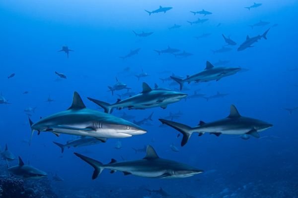 how do sharks sleep