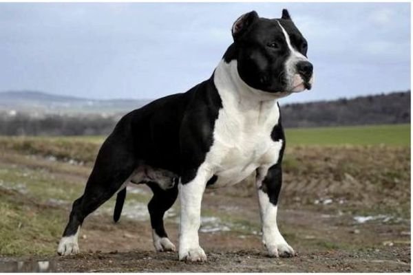 Black Pitbull Dog