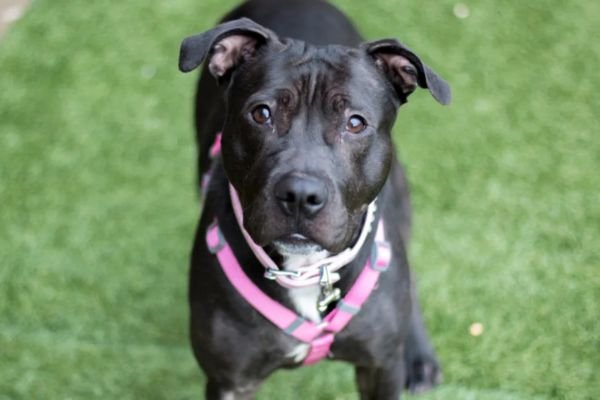 Black Pitbull Dog