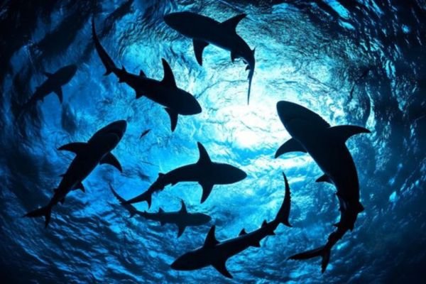 how do sharks sleep