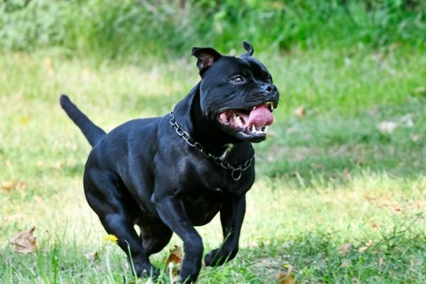 Black Pitbull Dog