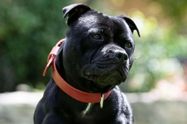 Black Pitbull Dog