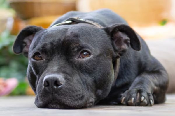 Black Pitbull Dog