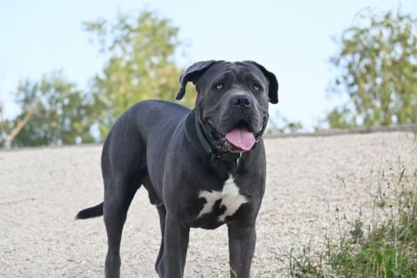 Black Pitbull Dog