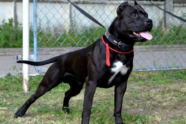 Black Pitbull Dog