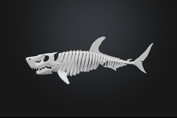 Shark Bones 