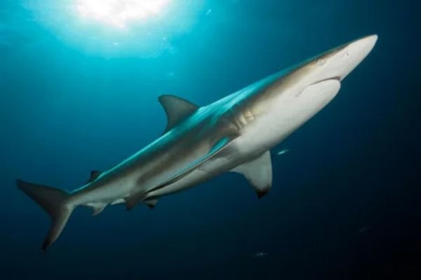 Shark Bones 