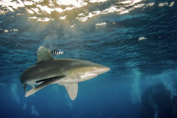 Shark Bones 
