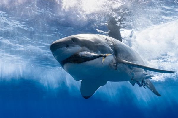 Shark Eat
