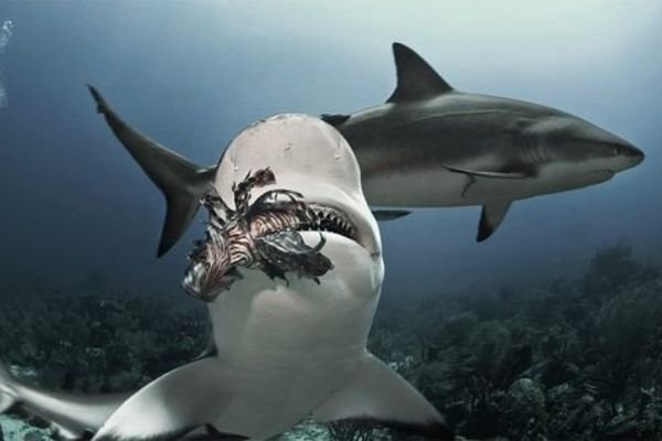 Shark Eat