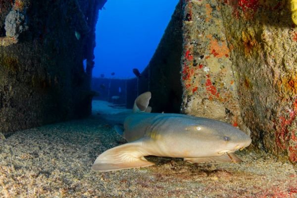 Shark Eat