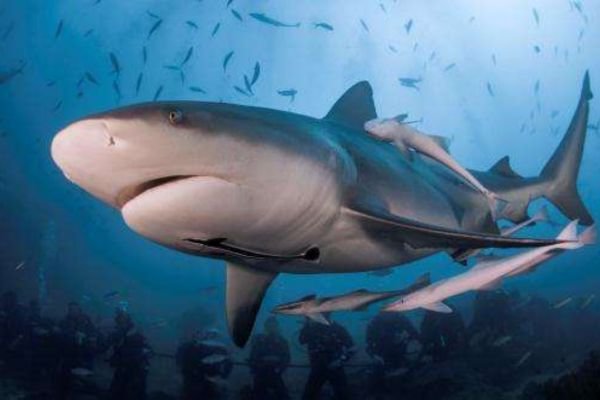 Shark Eat