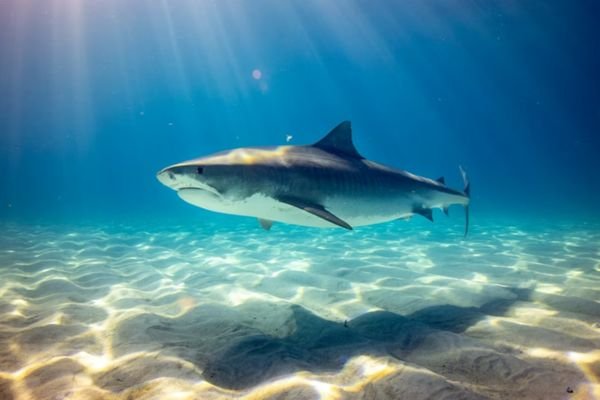 Shark Eat