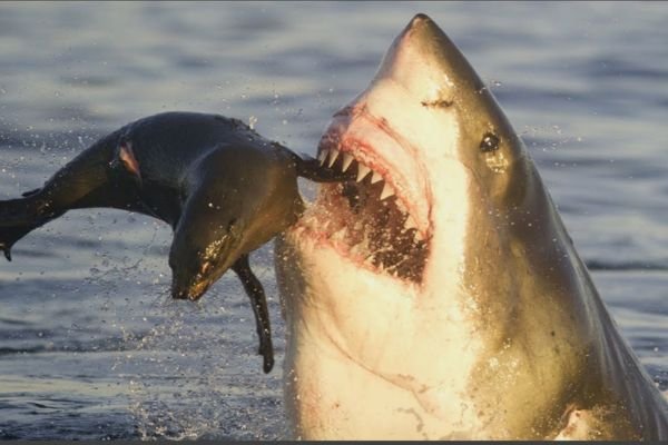 Shark Eat
