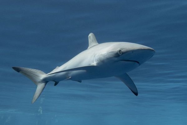 Shark Eat