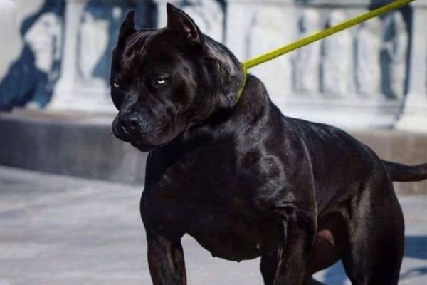 Black Pitbull Dog
