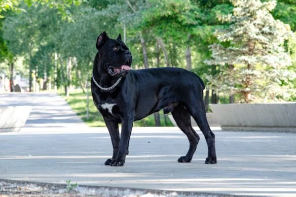 Black Pitbull Dog