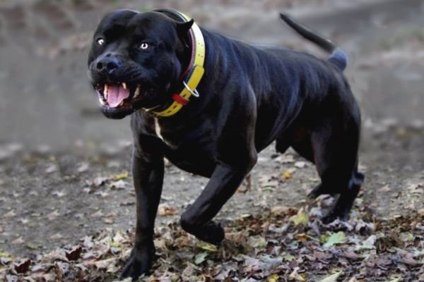 Black Pitbull Dog
