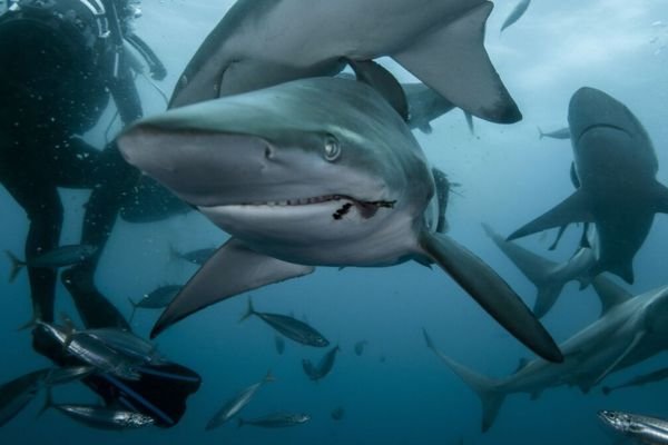 What Is a Group of Sharks Called?
