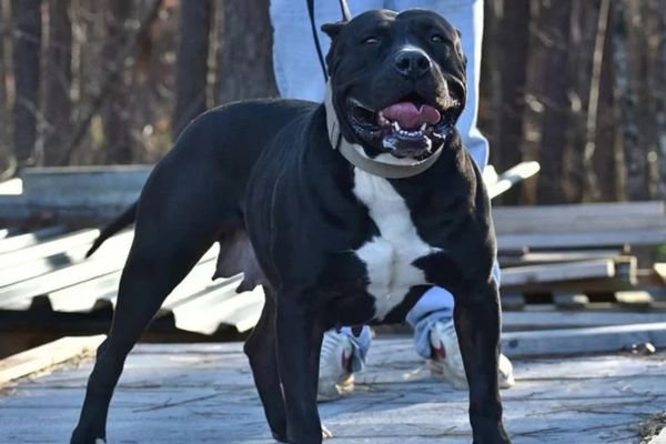 Black Pitbull Dog