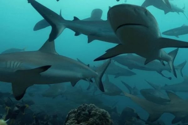 What Is a Group of Sharks Called?