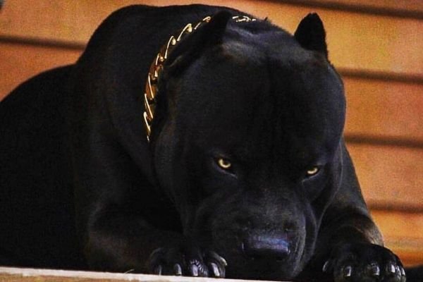 Black Pitbull Dog