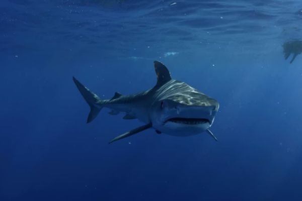 Shark Group