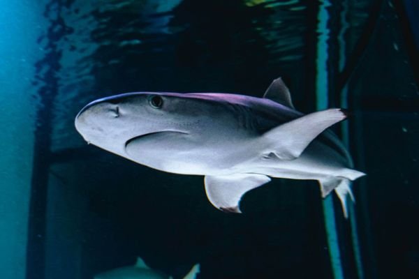 Beyond Smell: How Sharks Really Track Prey