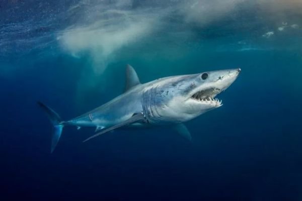 How Far Can Sharks Smell Blood?